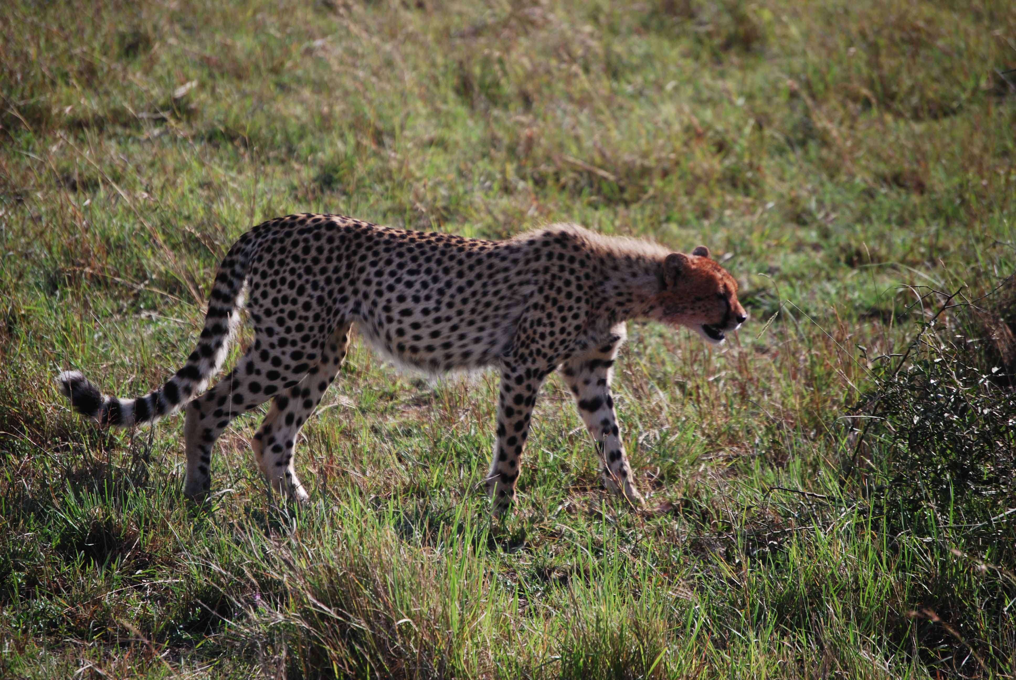 7 guepardos, 2 rinos con mal genio y un leopardo - Regreso al Mara - Kenia (13)